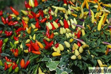 Hot pepper termesztés és fajták, forró bors a telken