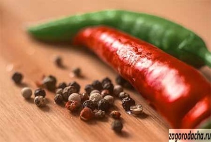 Hot pepper termesztés és fajták, forró bors a telken