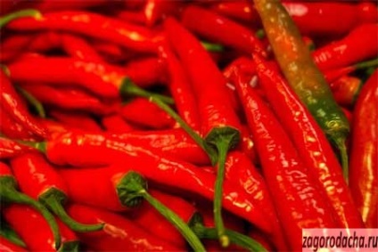 Hot pepper termesztés és fajták, forró bors a telken