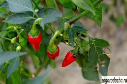 Hot pepper termesztés és fajták, forró bors a telken