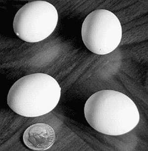 Întârzierea și timpul de incubare a ouălor