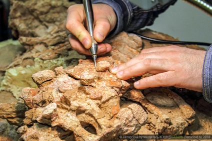 Laboratorul paleontologic ca și în Kazan restaurează dinozaurii - koshk @ Kazan