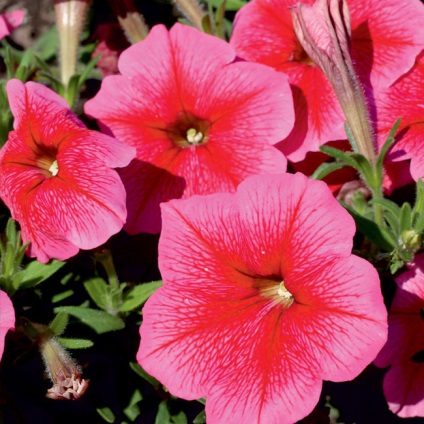 Petunias pentru fiecare gust - petunias, hibrizi petunia, flori de gradina, flori pentru design peisagistic