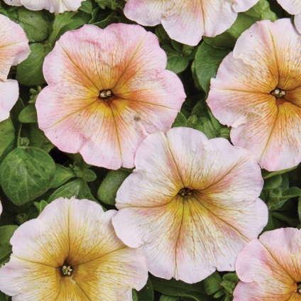 Petunias pentru fiecare gust - petunias, hibrizi petunia, flori de gradina, flori pentru design peisagistic