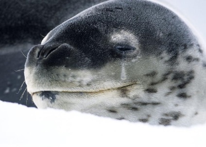 Pinguinii din Antarctica - doar interesant