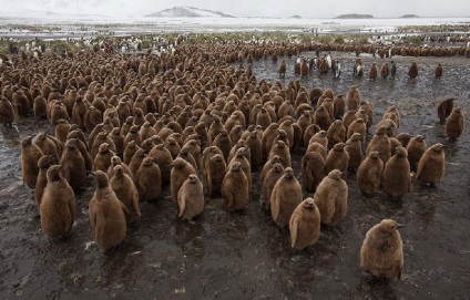 Pinguinii din Antarctica - doar interesant