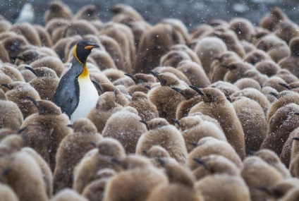 Pinguinii din Antarctica - doar interesant