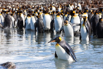 Pinguinii din Antarctica - doar interesant