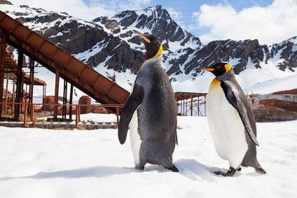 Pinguinii din Antarctica - doar interesant