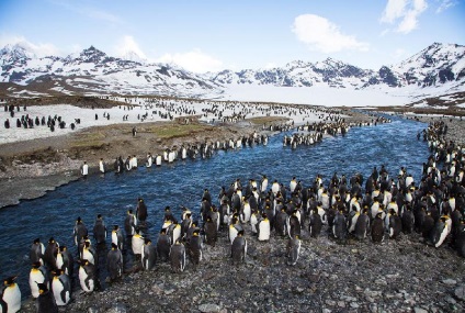 Pinguinii din Antarctica - doar interesant