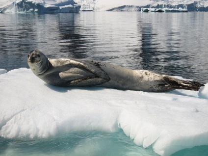 Pinguinii din Antarctica - doar interesant