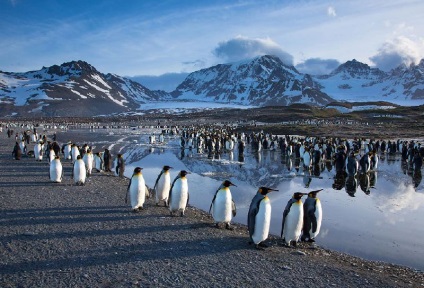 Pinguinii din Antarctica - doar interesant