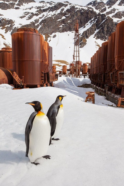 Pinguinii din Antarctica - doar interesant