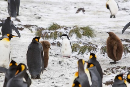 Pinguinii din Antarctica - doar interesant