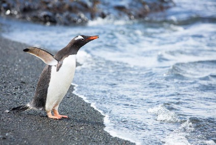Pinguinii din Antarctica - doar interesant