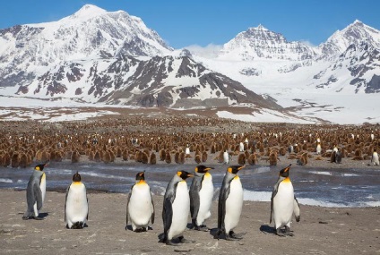 Pinguinii din Antarctica - doar interesant