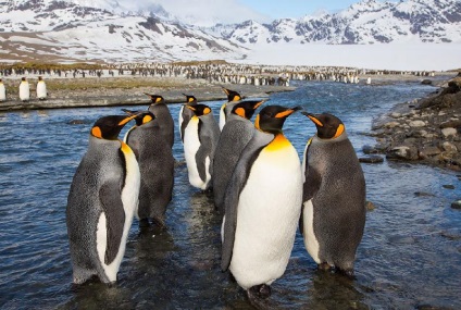 Pinguinii din Antarctica - doar interesant