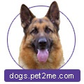 Câine de câini - ziben vind - rkf-fci