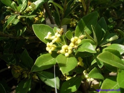 Pittosporum - plantele mele de interior