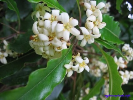 Pittosporum - plantele mele de interior