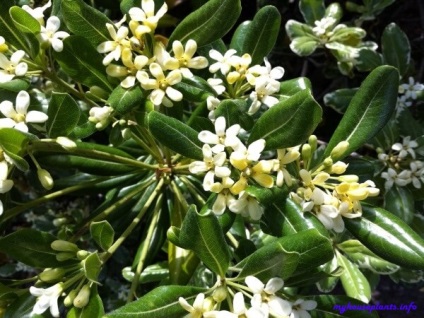 Pittosporum - plantele mele de interior