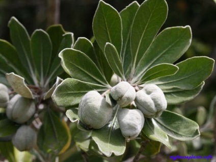 Pittosporum - plantele mele de interior