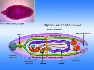 плоски червеи