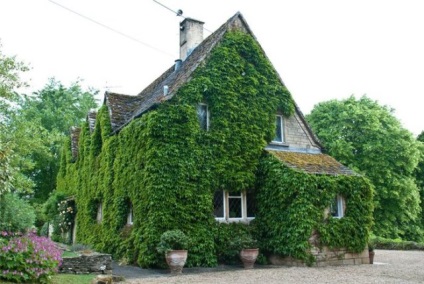 Ivy garden evergreen planting and care, metszés, felkészülés télre