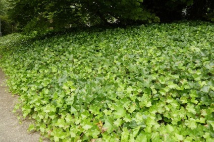 Ivy garden evergreen planting and care, metszés, felkészülés télre