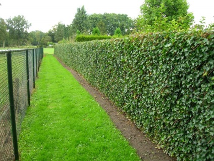 Ivy garden evergreen planting and care, metszés, felkészülés télre