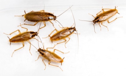 De ce au dispărut gândacii și de unde au dispărut ghearele din apartamente?
