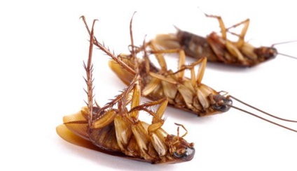 De ce au dispărut gândacii și de unde au dispărut ghearele din apartamente?