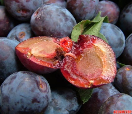 De ce vierme de prune