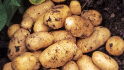 Alegem cele mai soiuri de cartofi rezistente la iarnă pentru plantare în Siberia