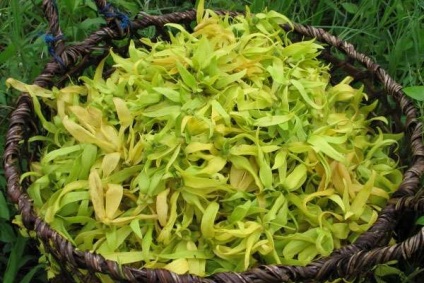 Proprietăți utile ale uleiului ylang-ylang în medicină și păr