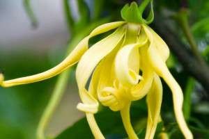 Proprietăți utile ale uleiului ylang-ylang în medicină și păr