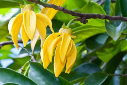 Proprietăți utile ale uleiului ylang-ylang în medicină și păr