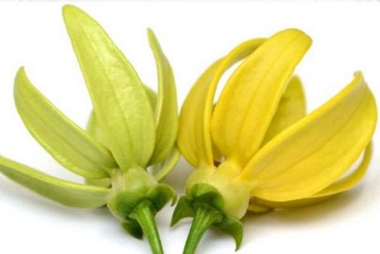 Proprietăți utile ale uleiului ylang-ylang în medicină și păr