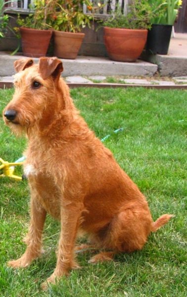 Câine de câini Irish Terrier, descrierea rasei, standarde Irish Terrier