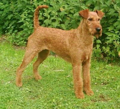 Câine de câini Irish Terrier, descrierea rasei, standarde Irish Terrier