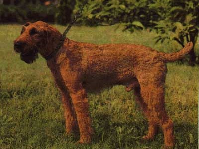 Câine de câini Irish Terrier, descrierea rasei, standarde Irish Terrier