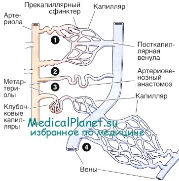 Venulele postcapilare, structura venei musculare, histologie
