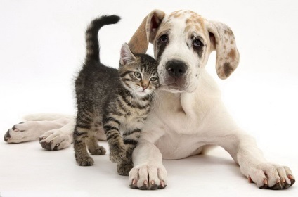 Cauzele agresiunii pisicilor și câinilor, clinica veterinară zoodyusha