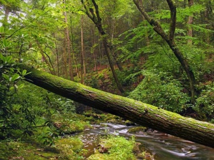 Natură în timpul verii