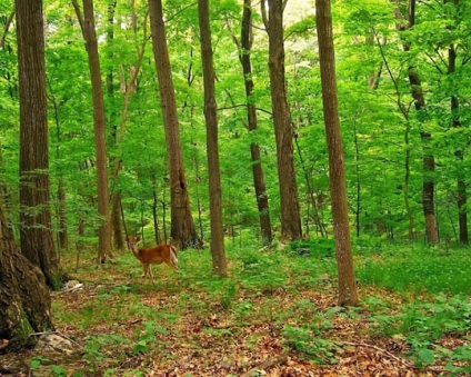 Natură în timpul verii