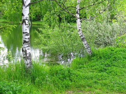 Natură în timpul verii