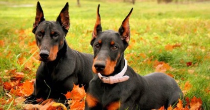 Dream Doberman