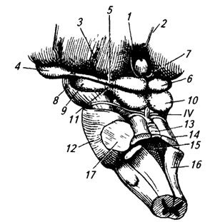 Brainul intermediar