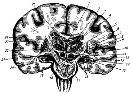 Brainul intermediar