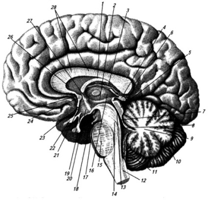 Brainul intermediar